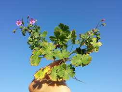 Image of hedgerow geranium