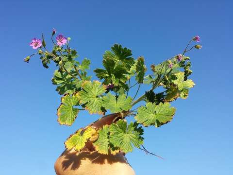 Image of hedgerow geranium