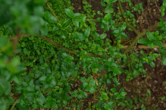 Plancia ëd Rhaphithamnus venustus (Phil.) B. L. Rob.