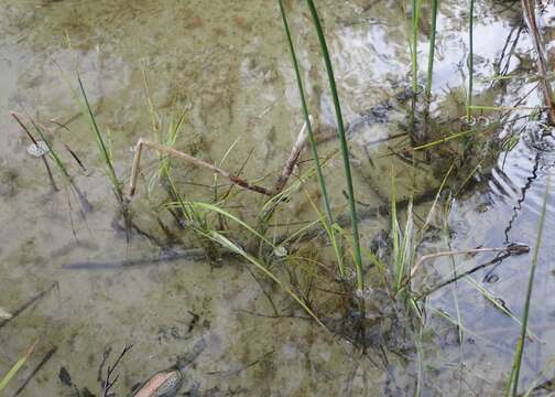 Image of lakeshore bulrush