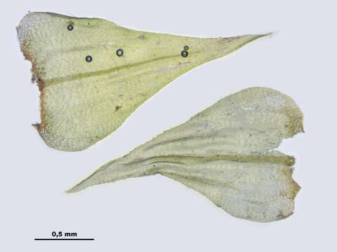 Слика од Eurhynchium striatum W. P. Schimper 1856