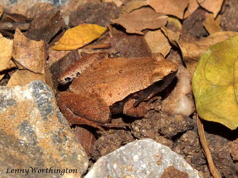 Image of Arcuate-spotted Pygmy Frog