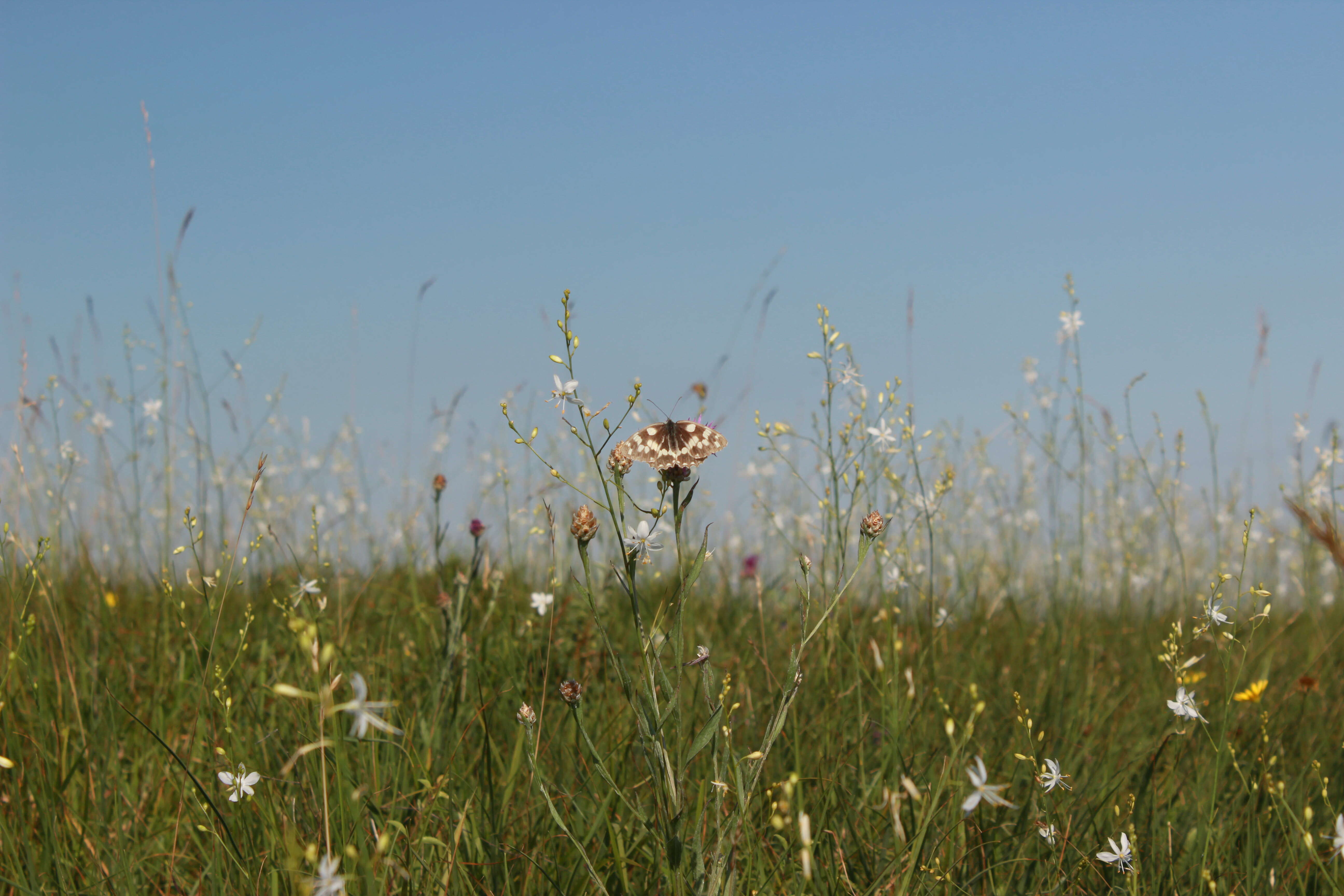 Image of marbled white