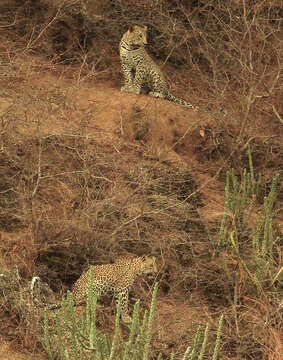 Image of Indian leopard