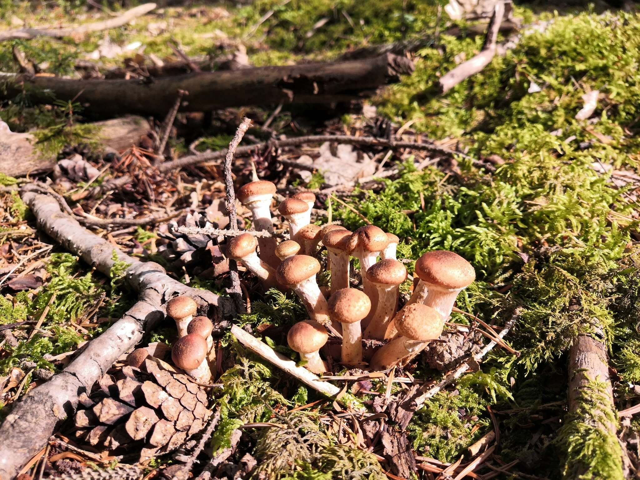 Image of Armillaria ostoyae (Romagn.) Herink 1973