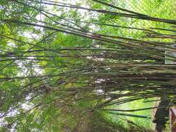 Image of hedge bamboo