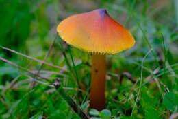 Image of Hygrocybe conica (Schaeff.) P. Kumm. 1871