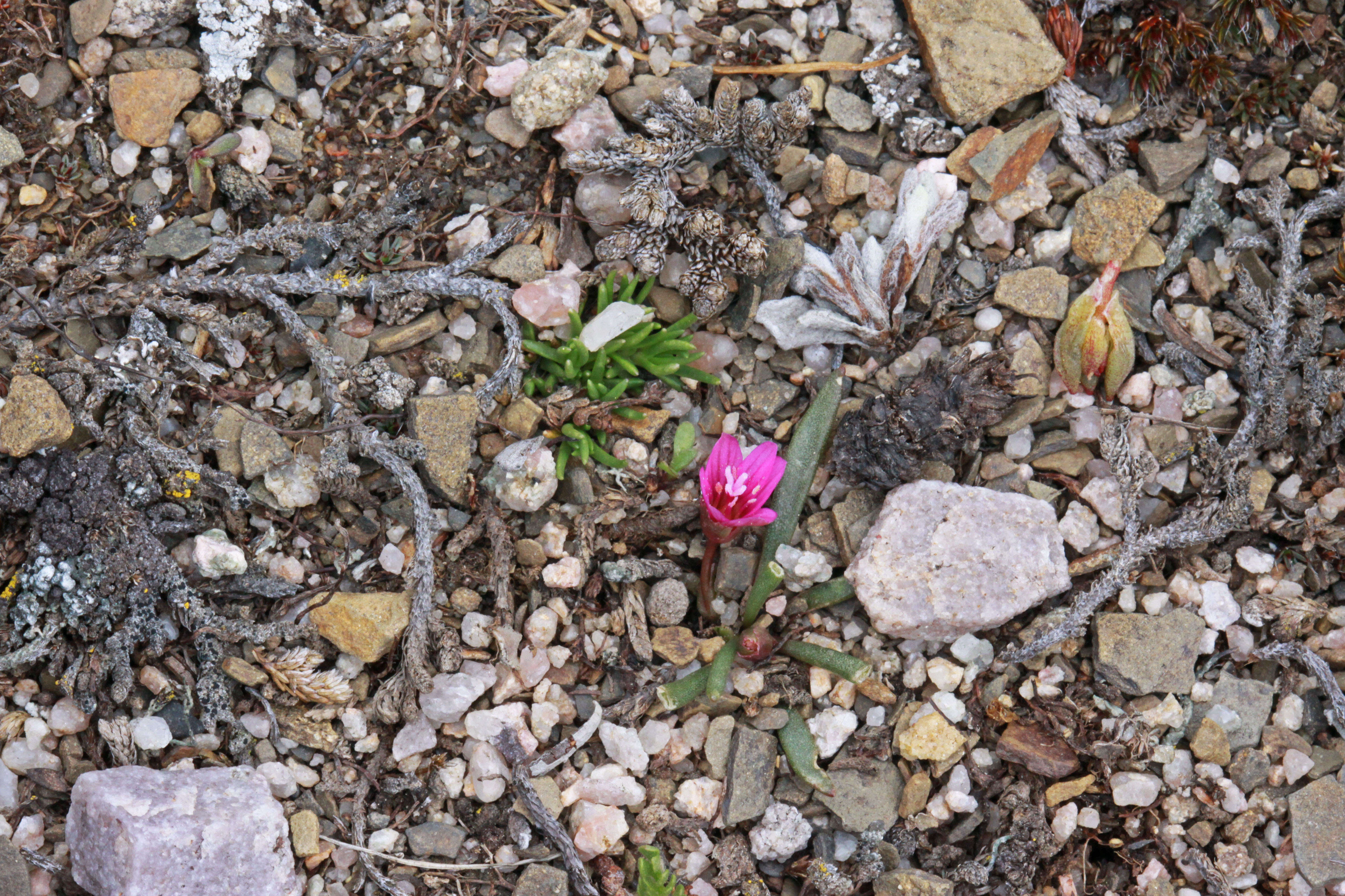 Image of alpine lewisia