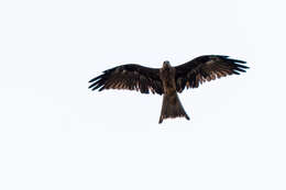 Image of Black Kite