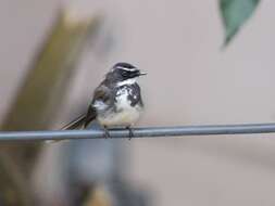 Image of White-spotted Fantail