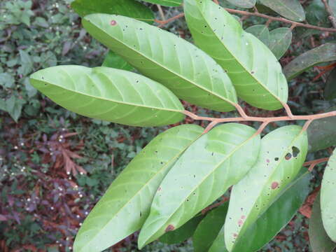 Image of Hopea ponga (Dennst.) D. J. Mabberley