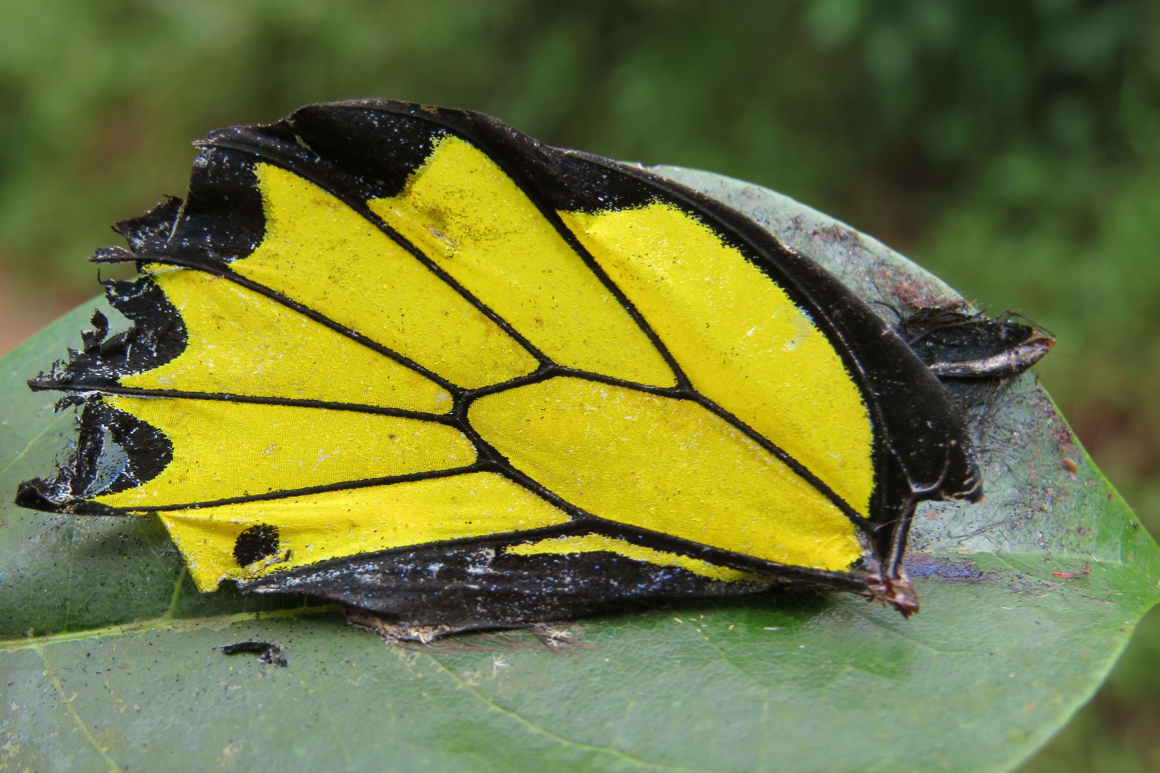 Image of Troides minos (Cramer (1779))