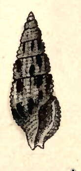 Image of Kermia daedalea (Garrett 1873)