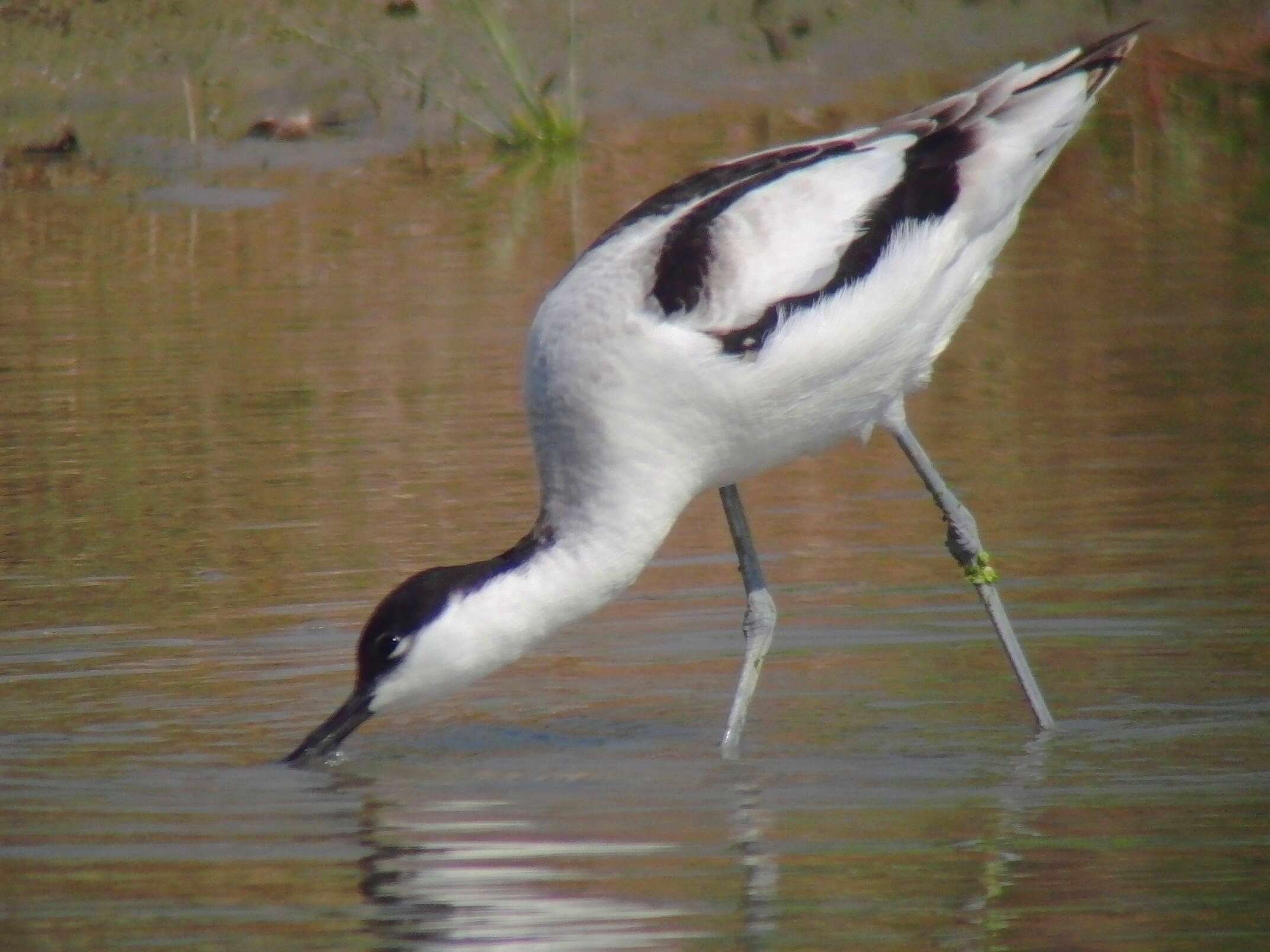 Image of avocet, pied avocet