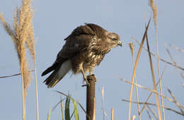 Image of Common Buzzard