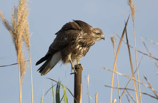 Image of Common Buzzard