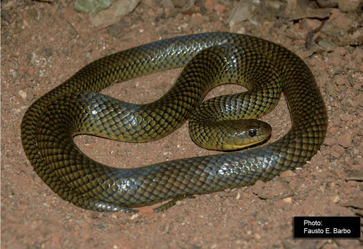 Image of Military ground snake