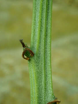 Image of Kleinia madagascariensis (Humbert) P. Halliday