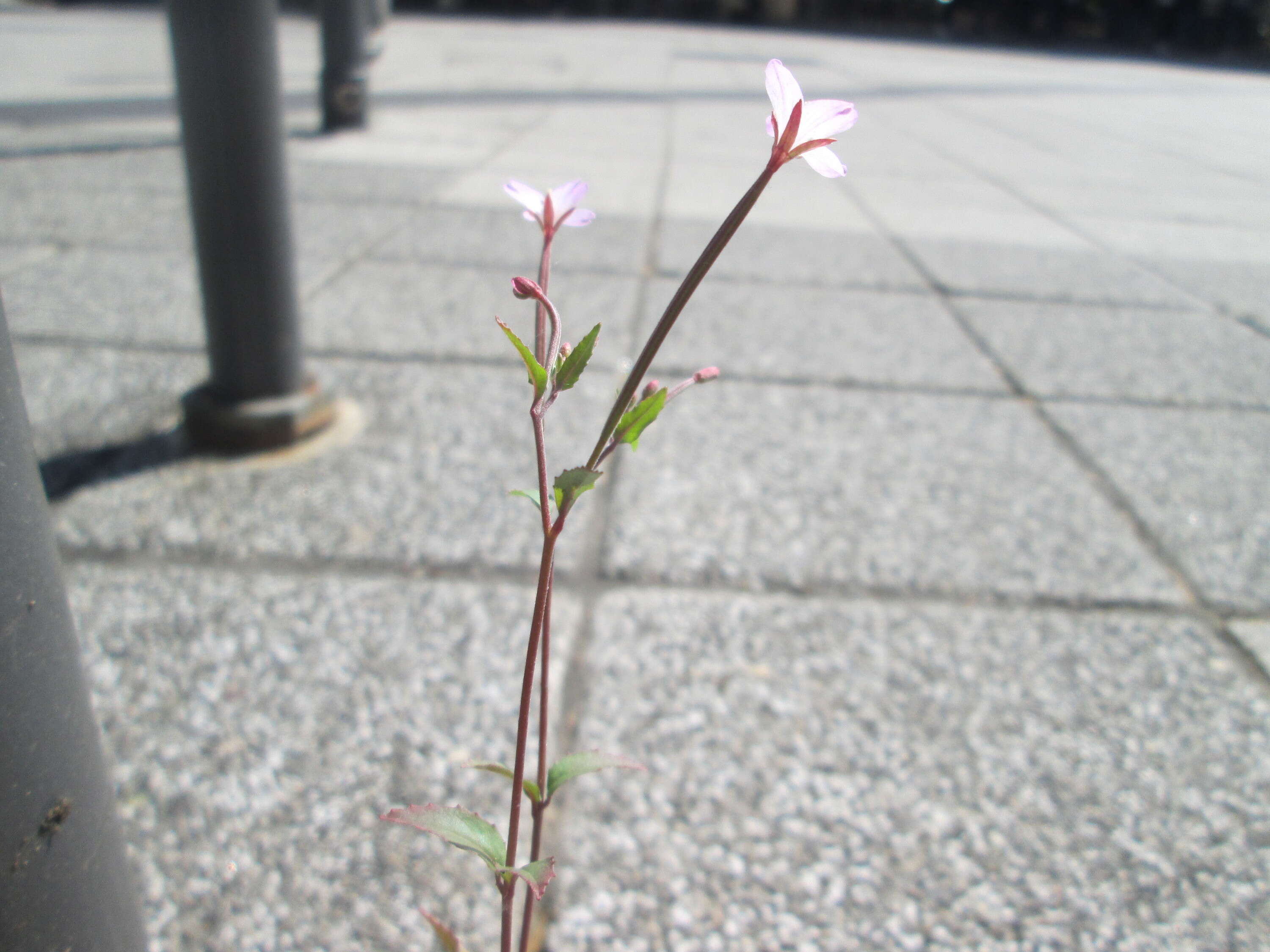 Image of american willowherb