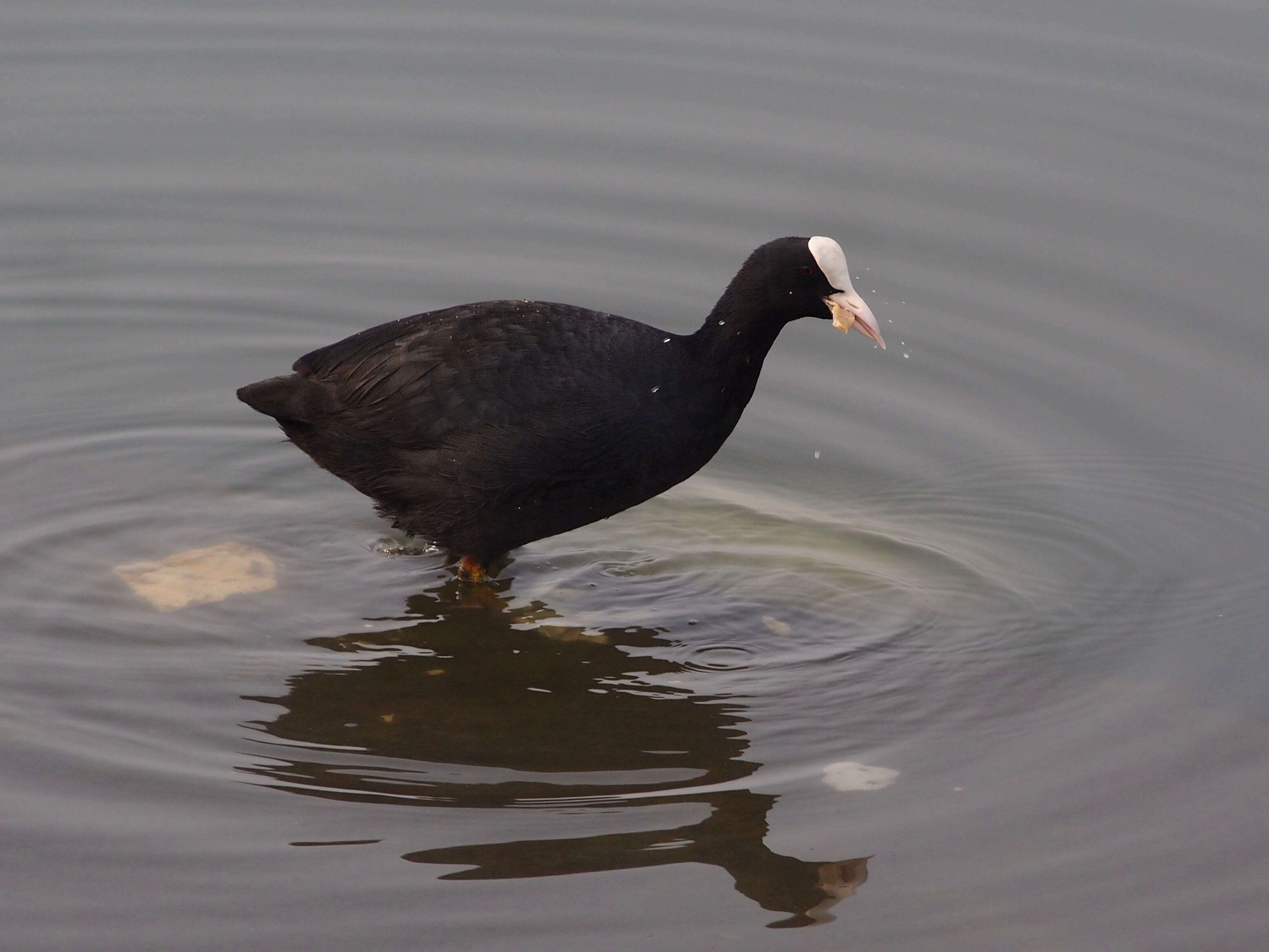 Image of Common Coot