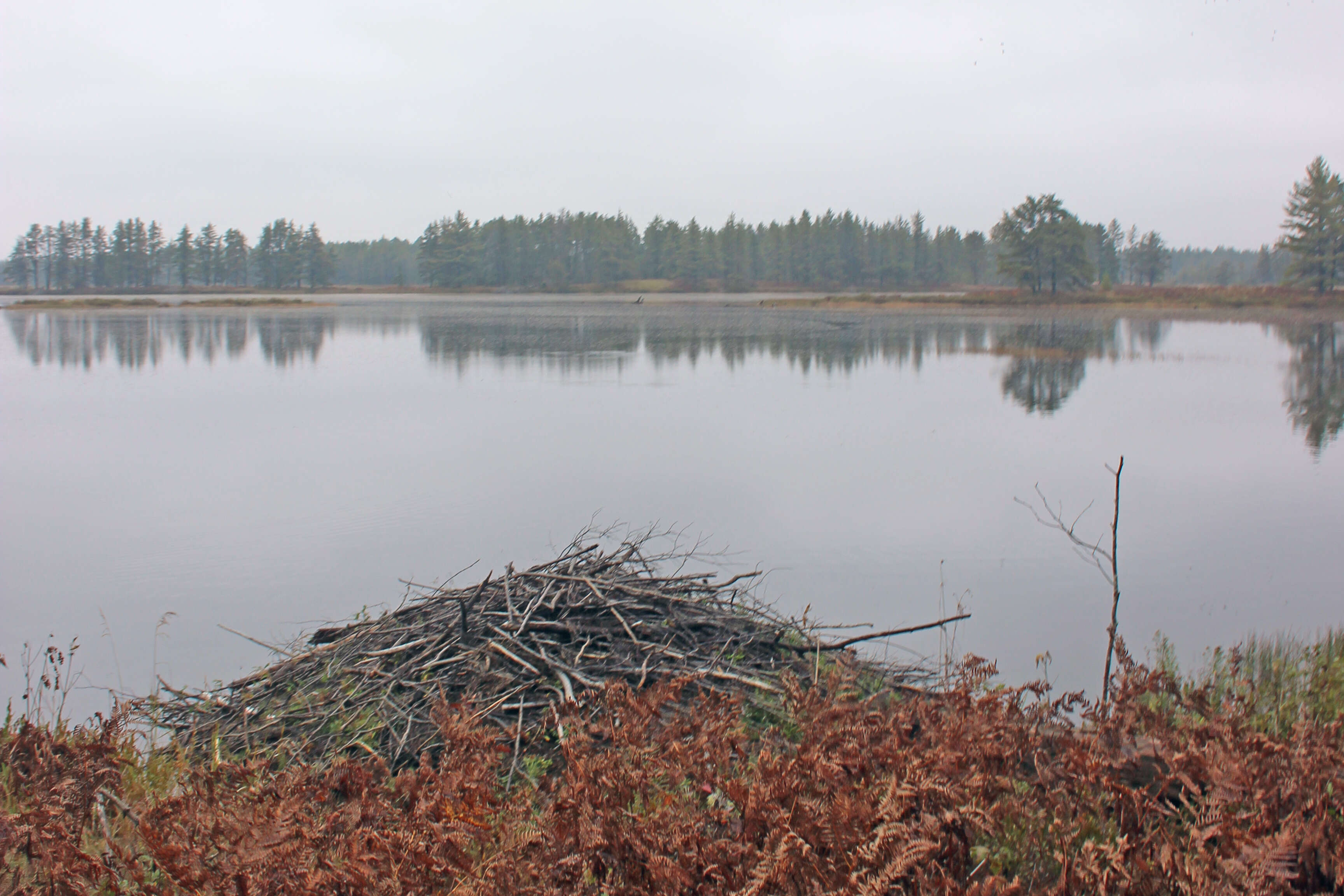 Image of beavers