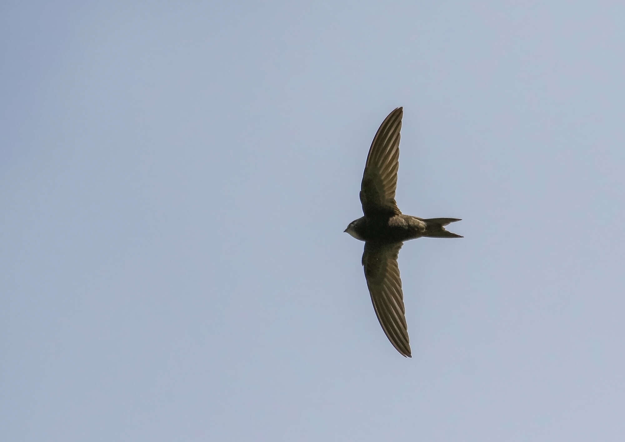 Image of swift, common swift