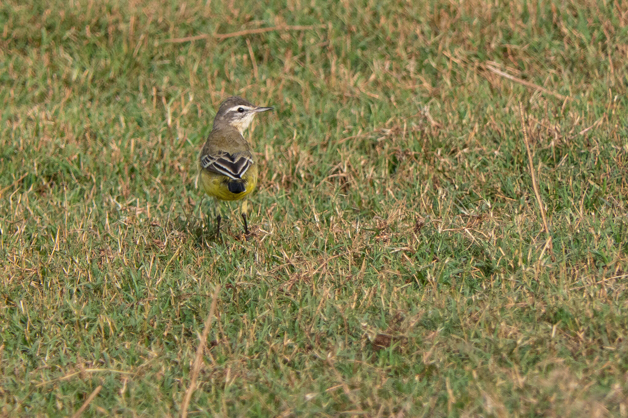 Image of Western Yellow Wagtail