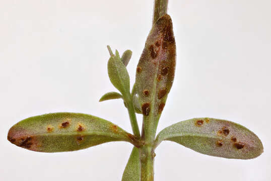 Image of Common Marsh-bedstraw