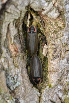 Image of Diurnal Fireflies