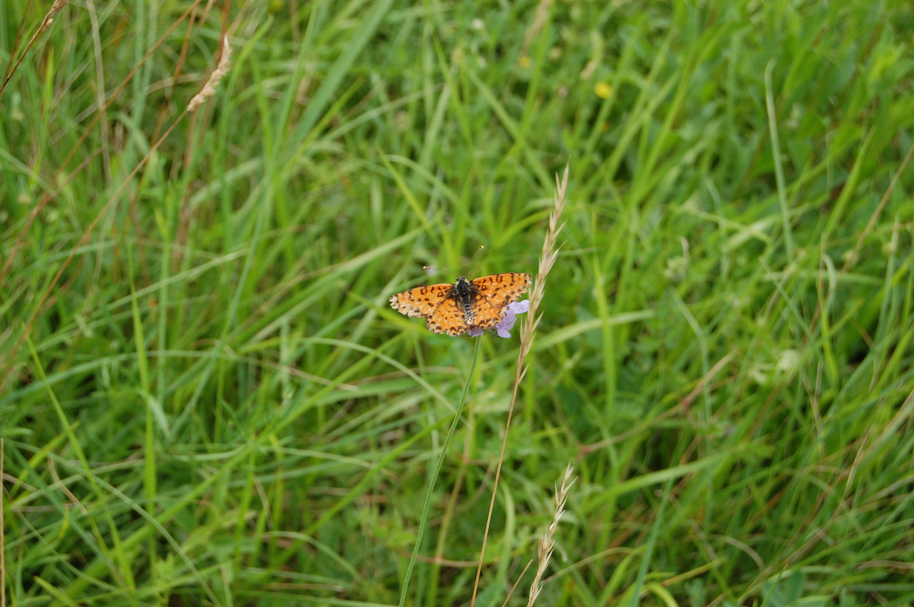 Image de mélitée orangée