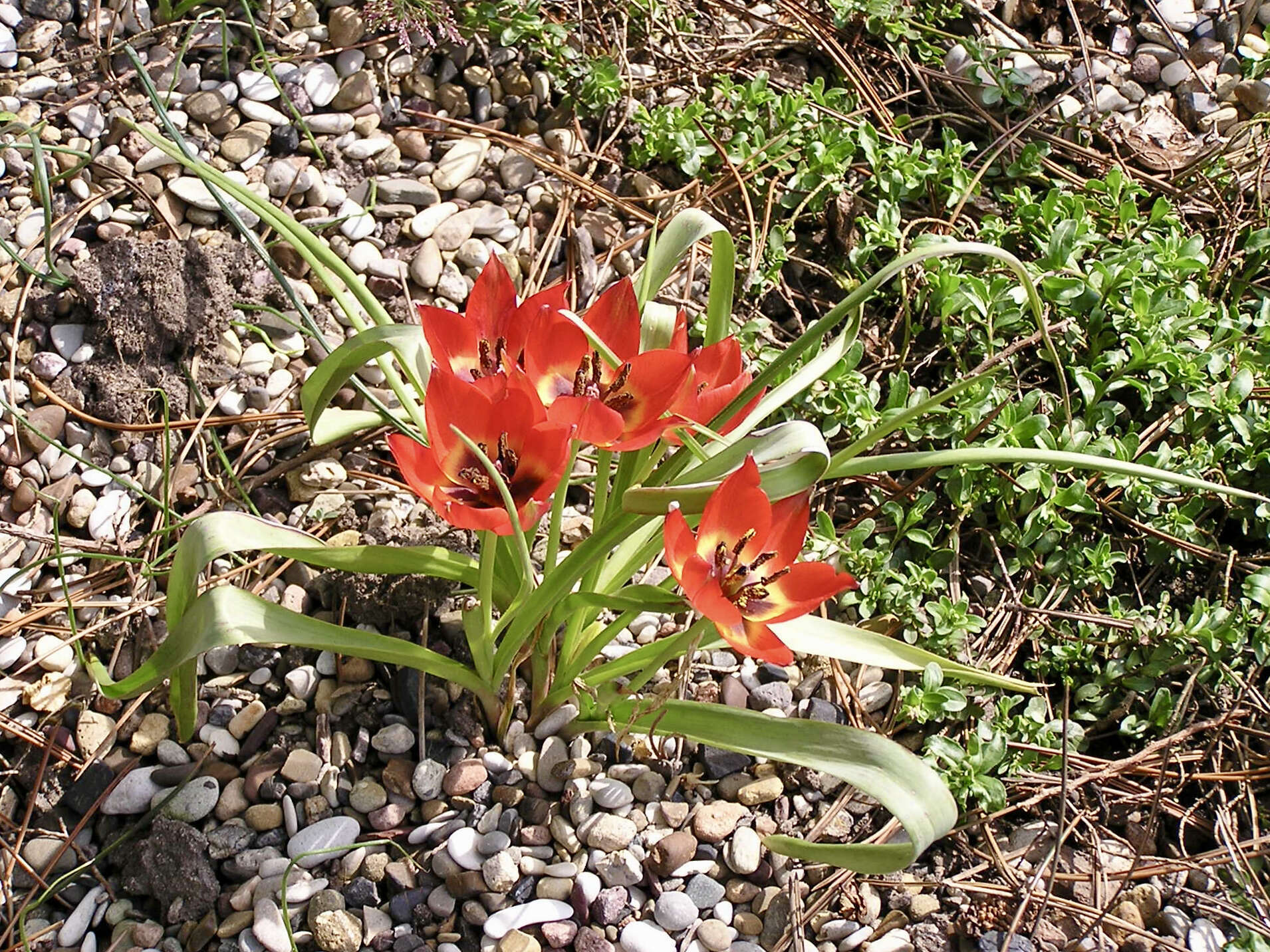 Image of orange wild tulip