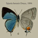 Imagem de Tajuria berenis H. H. Druce 1896