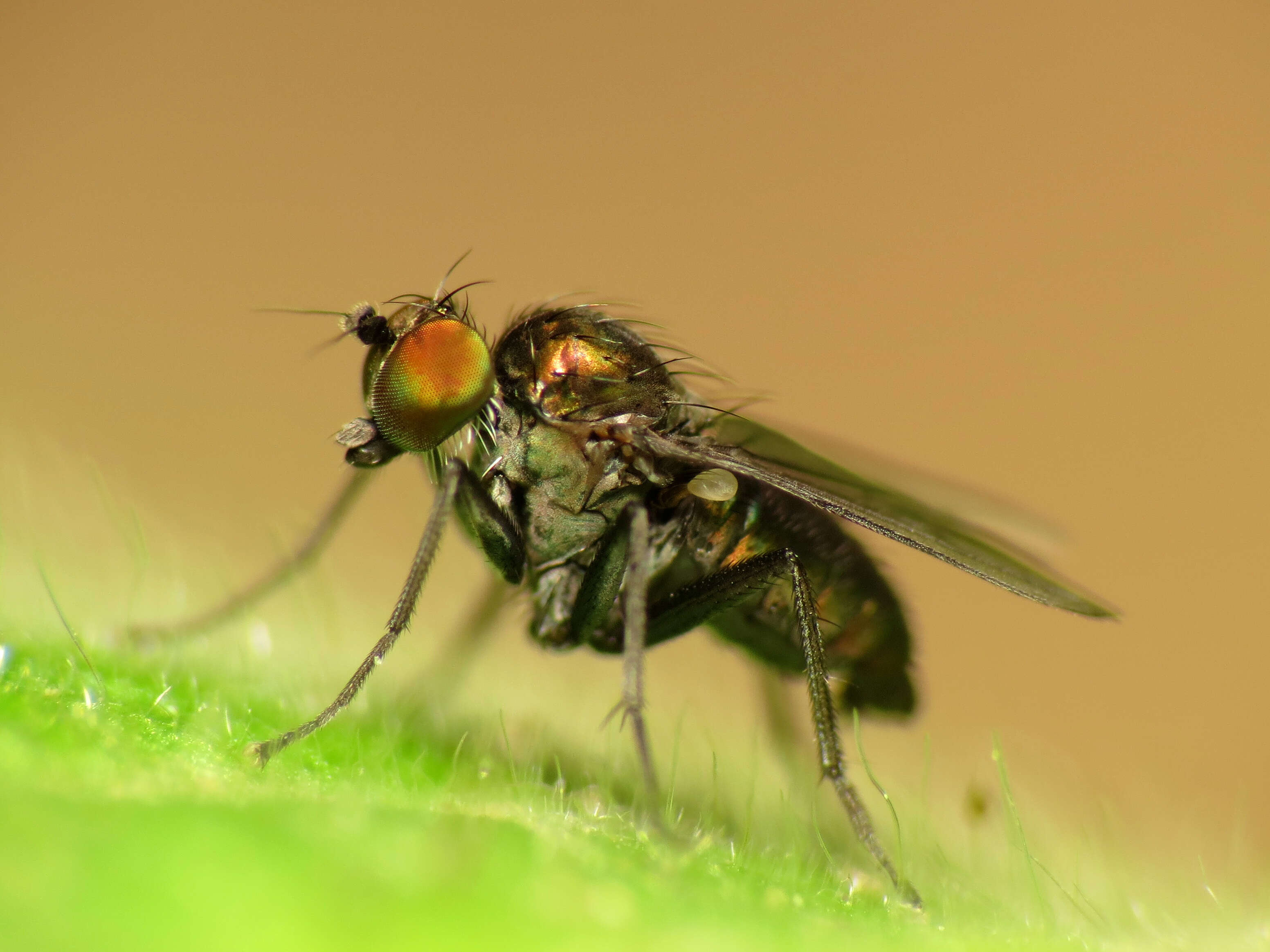 Image of vinegar flies