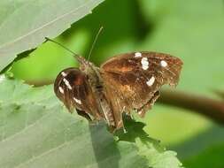 Image of American Snout