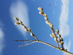 Imagem de Salix cinerea L.