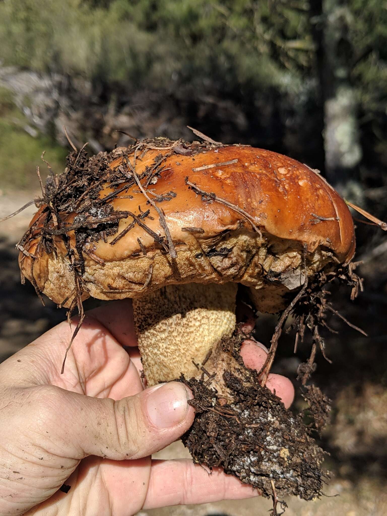 Image of Leccinum manzanitae Thiers 1971