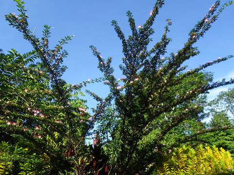 Image of Calliandra angustifolia Benth.
