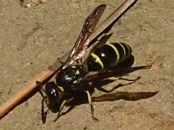 Image of Ancistrocerus antilope (Panzer 1789)