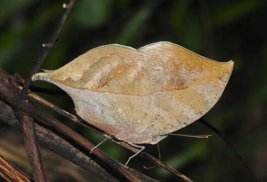 Image of Sahyadri blue oakleaf