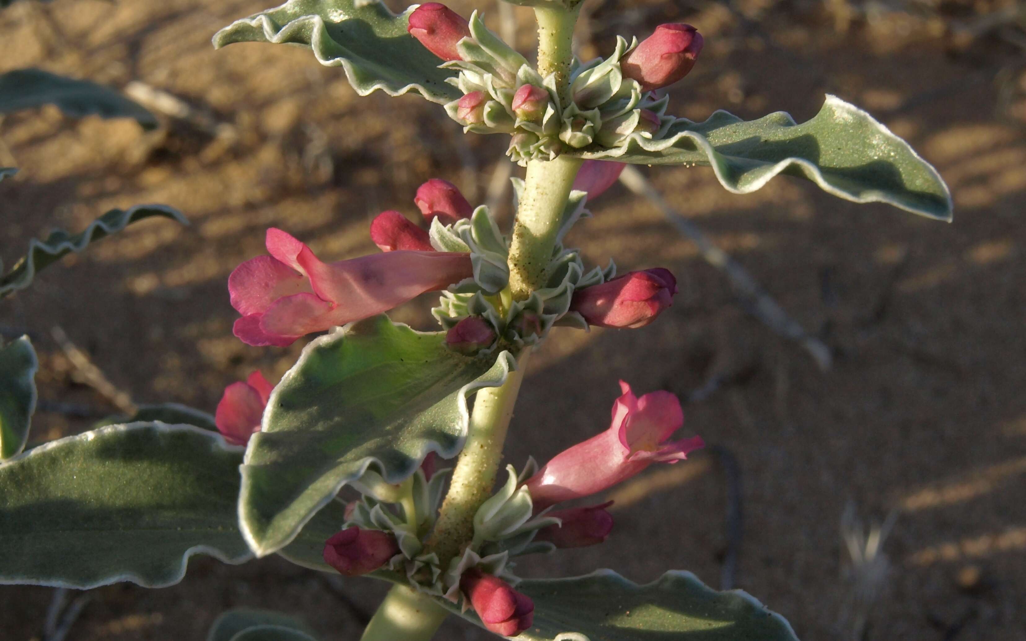 Image de Penstemon albomarginatus M. E. Jones