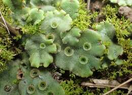 Image of common liverwort