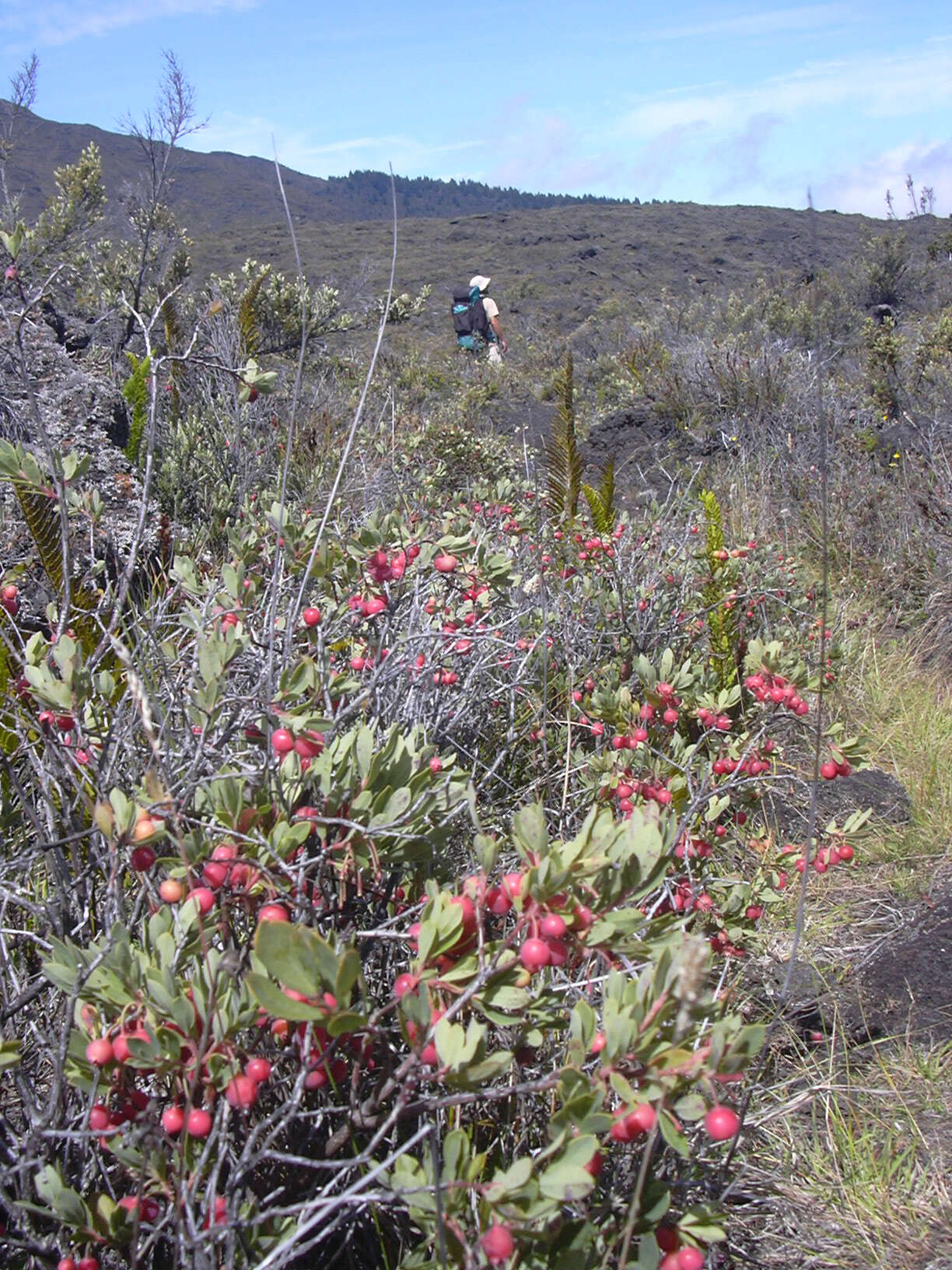 Image de Vaccinium reticulatum Sm.