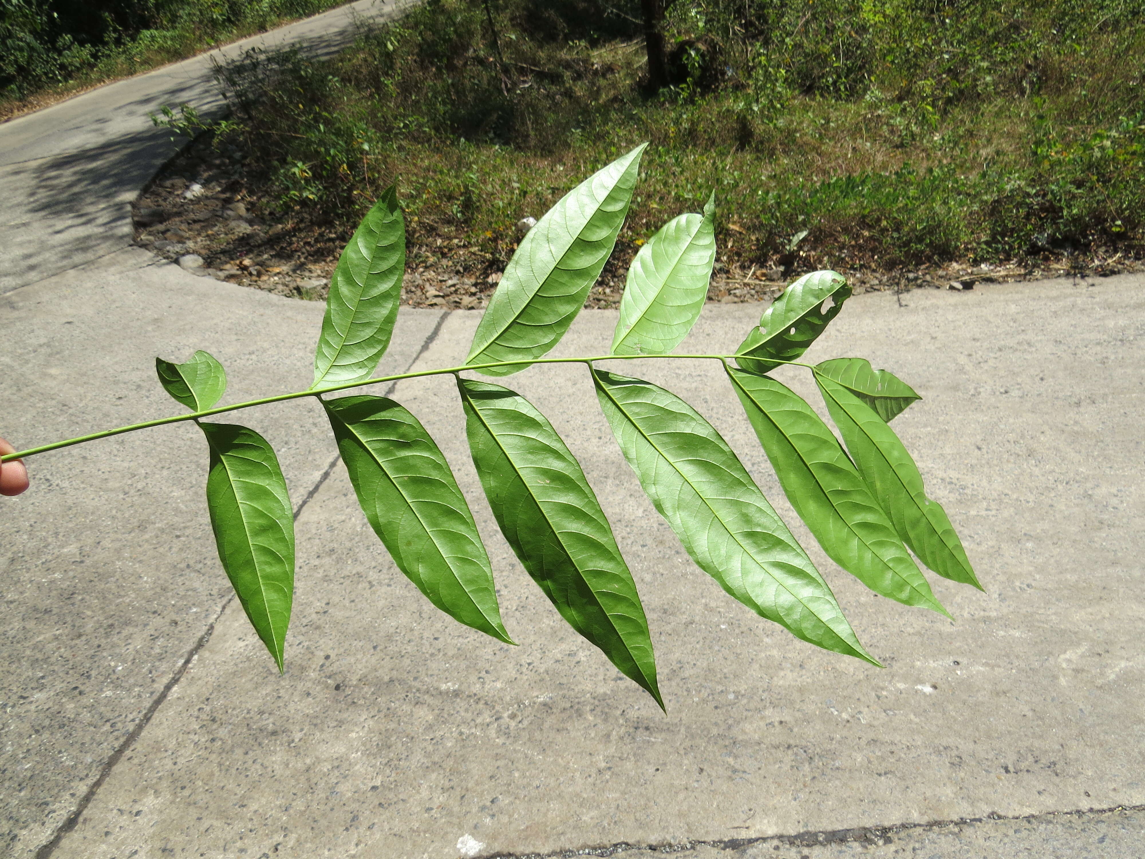 Image of tulip-wood tree