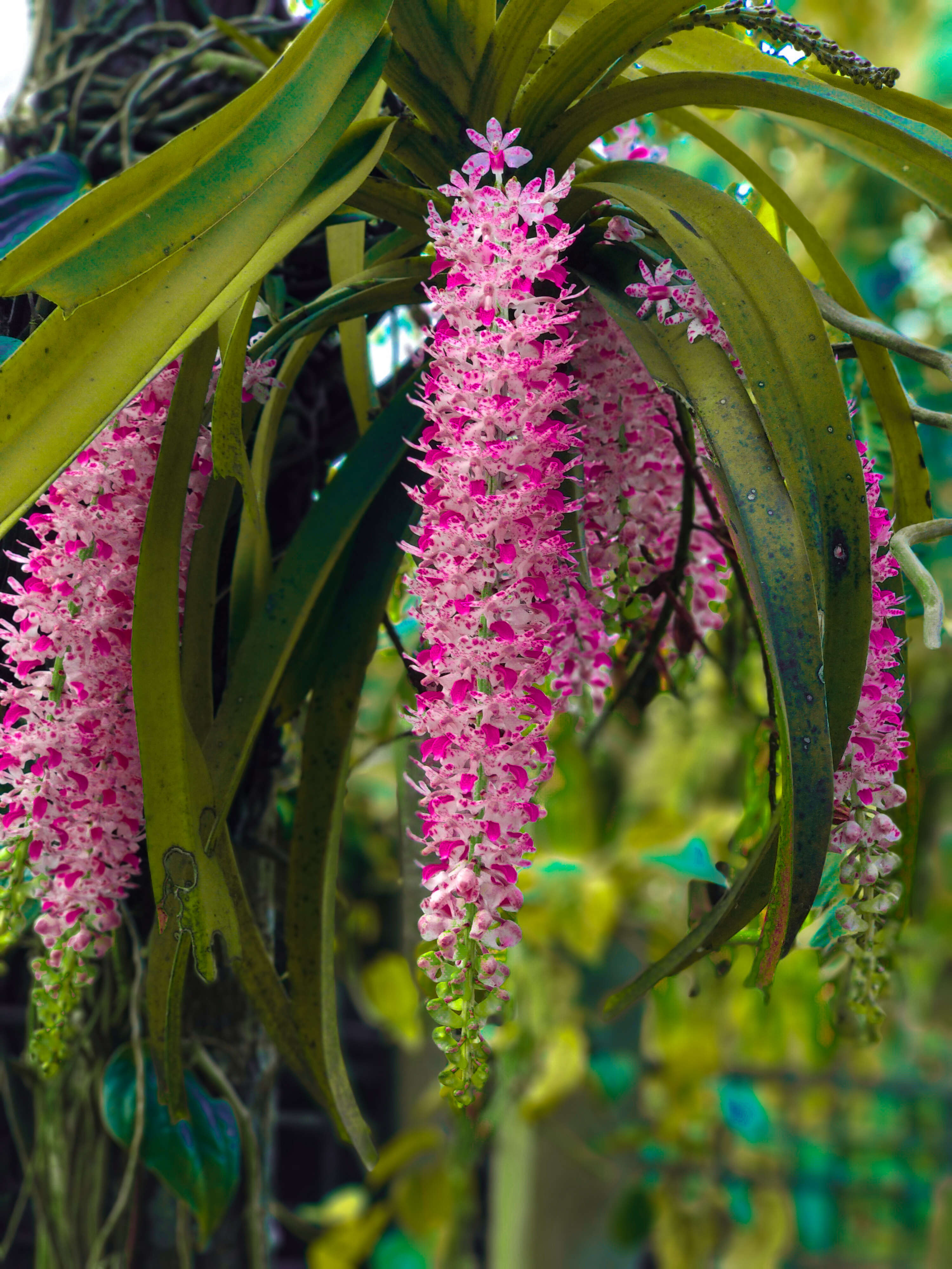 Слика од Rhynchostylis retusa (L.) Blume