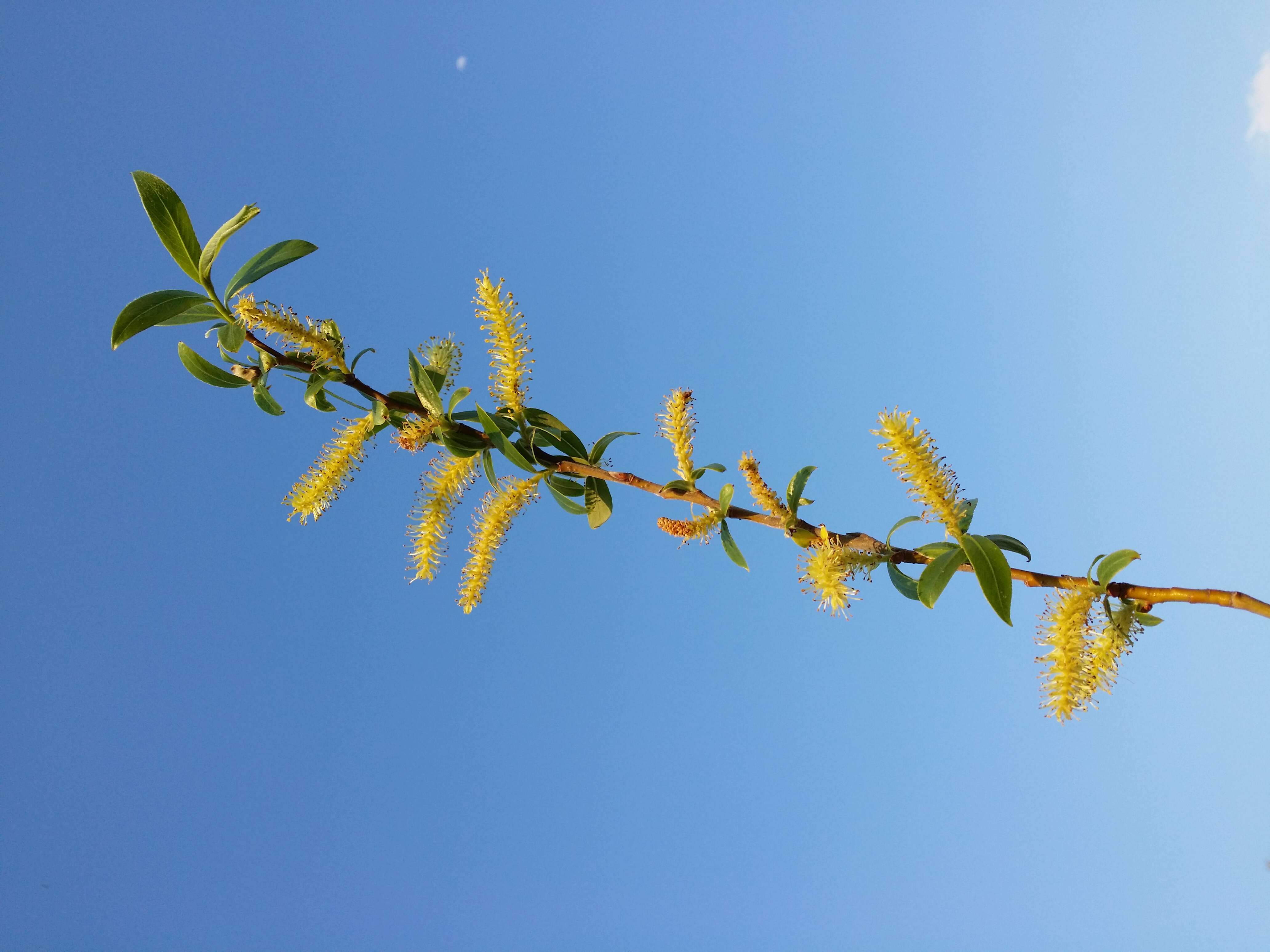 Image of White Willow