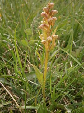 Plancia ëd Dactylorhiza viridis (L.) R. M. Bateman, Pridgeon & M. W. Chase