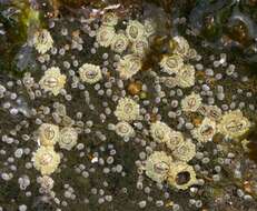 Image of barnacles