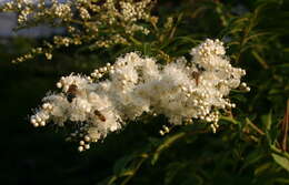 Image of Himalayan sorbaria