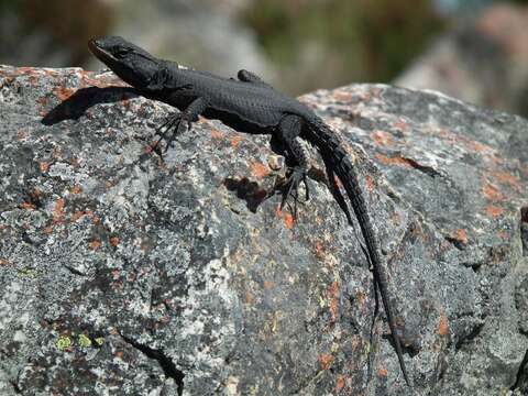 Image of False girdled lizards