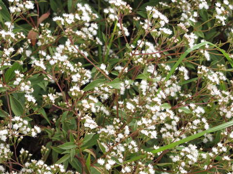 Image of spreading snakeroot